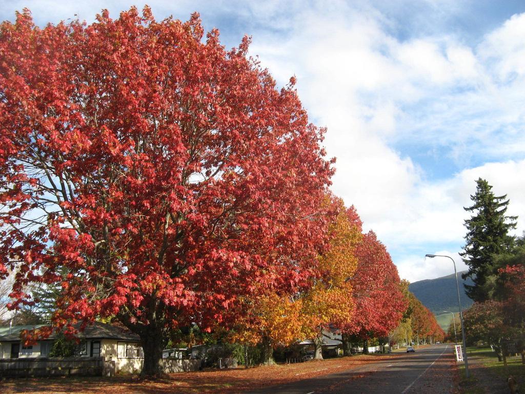 Tongariro River Motel Терейнджи Номер фото